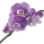 Mother's Day Miracle Orchids, Miracle Orchids 4607 001 7 2