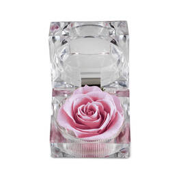 My Daughter I Love You Diamond Pendant with FREE Miracle Rose 2965 0223 c miracle rose